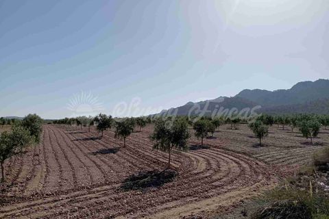 Helårsgrund i Yecla, Murcia, Yecla - € 300.000 | Ref: SF0504 - foto 5